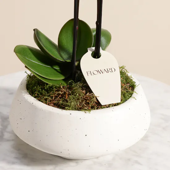 Velvet Small Purple Phalaenopsis Orchid Plant