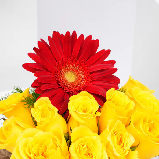 Gerbera | Plush Teddy Bear