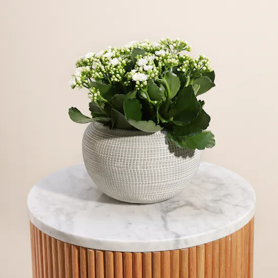 White Kalanchoe