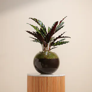 Calathea Lancifolia 