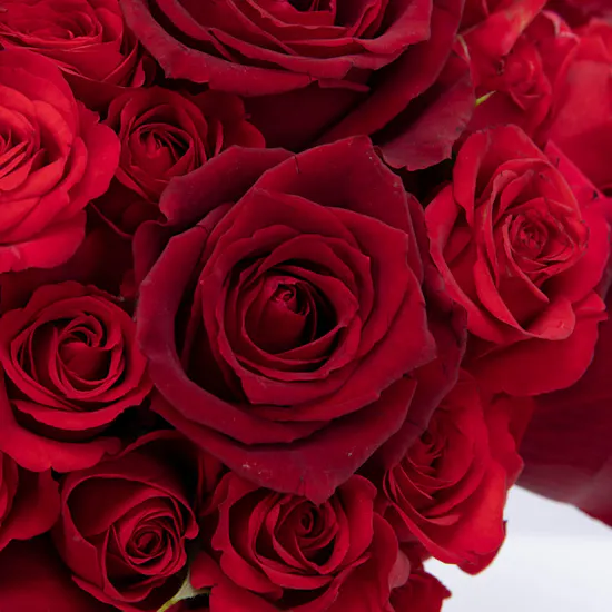 Opulent Red Roses Vase