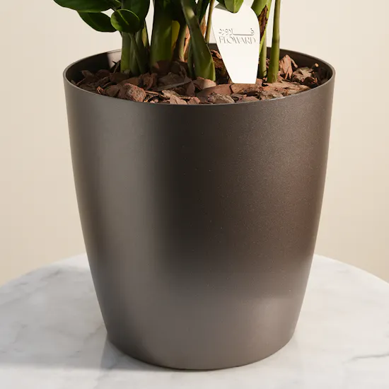 Unique Green Large Zamioculcas Plant