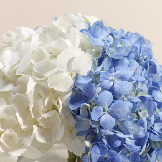 Delightful Hydrangea Vase