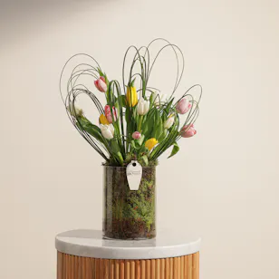 Delight Tulips Delight Tulips