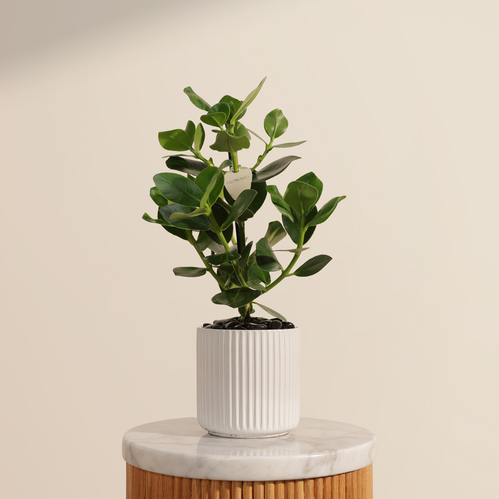 نبات كلوسيا روزيا برنسيس الأخضر المشرق