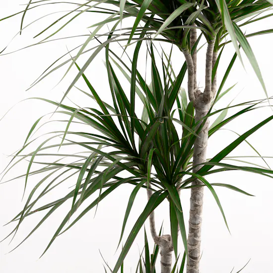 Large Dracaena Massangeana Plant | Wrapped Pot