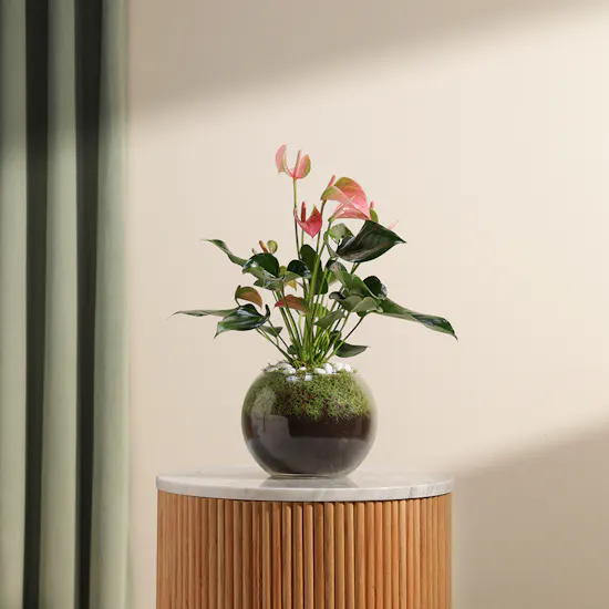 Anthurium Joli | Vase