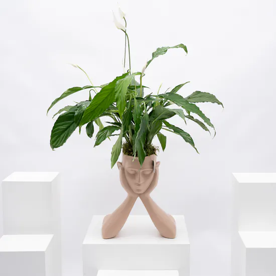 Spathiphyllum Sweet Rocco Plant | Sculpture Pot