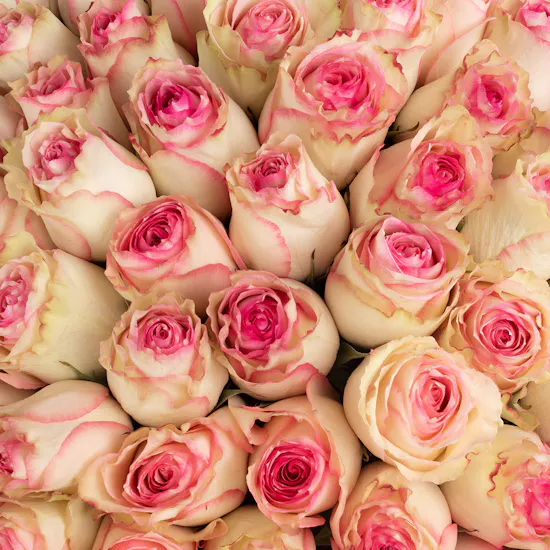150 Esperance | Pink Wrap