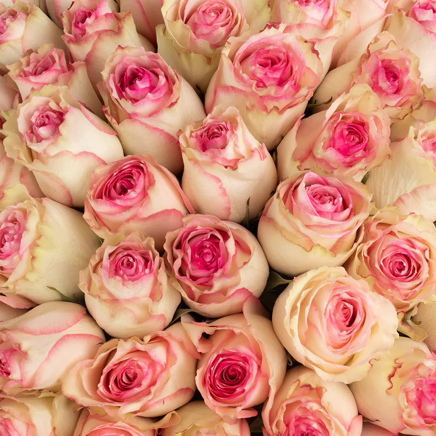 150 Esperance | Pink Wrap 4
