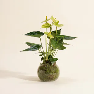 Anthurium Vanilla Plant 