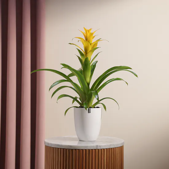 Guzmania Yellow | Ceramic Pot