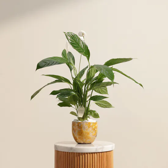Stunning White Spathiphyllum Bingo Plant