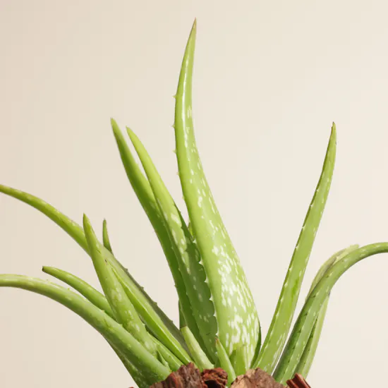 Fresh Aloe Vera Plant