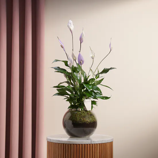 Purple Peace Lilies Plant