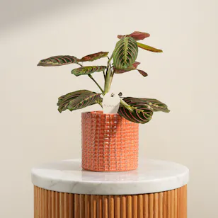 Calathea Maranta Plant