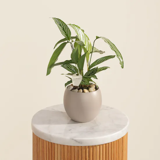 Wonderful Calathea Vittata Plant