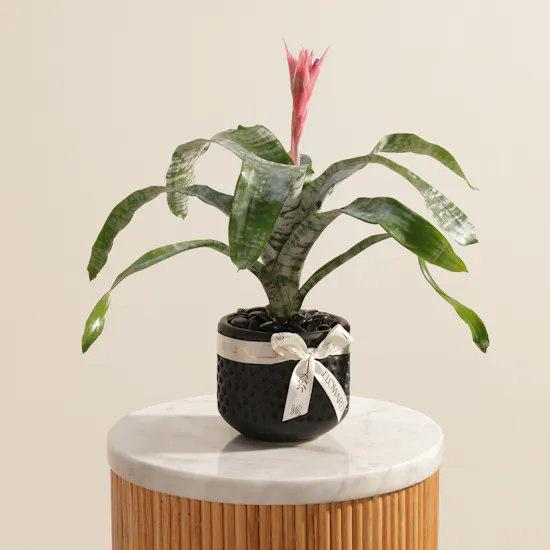 Exotic Rare Aechmea Plant