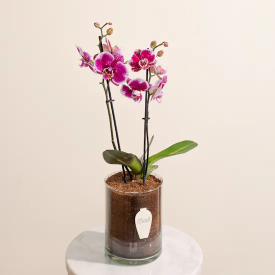 Purple Orchid Plant Pot