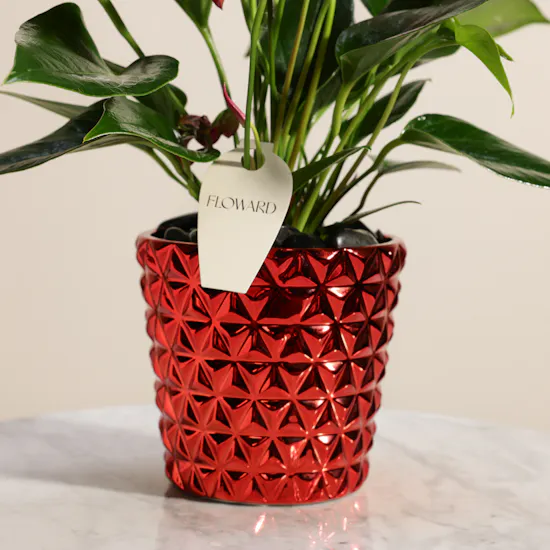 Striking Purple Anthurium Plant