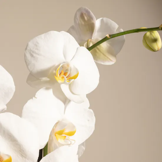 White Orchid Plant | Glass Pot