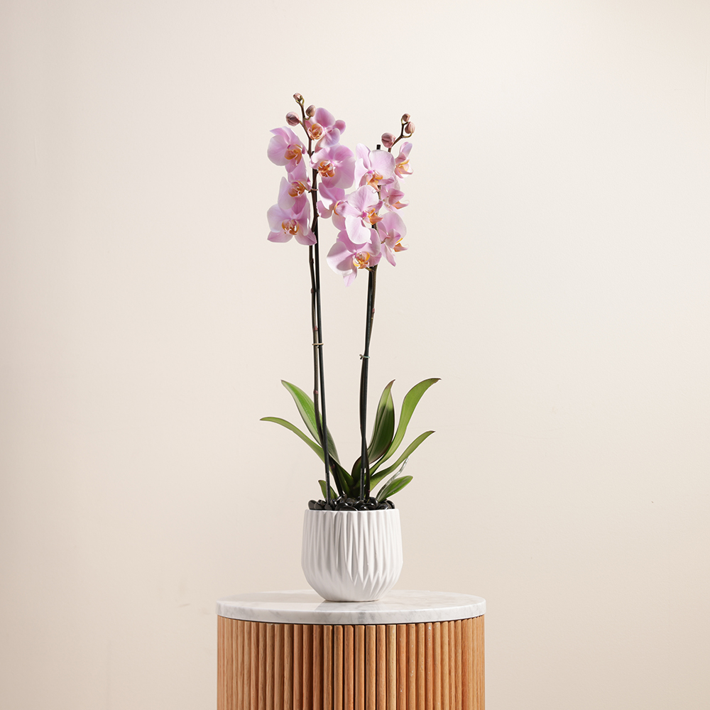 The Pure Pink Orchid 