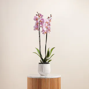 The Pure Pink Orchid 