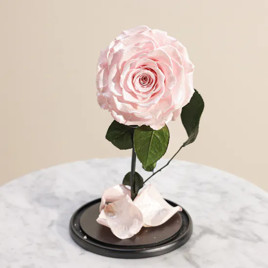 Preserved Pink Rose Aurora