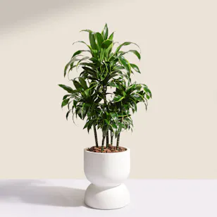 Big Lush Dracaena Dorado Plant