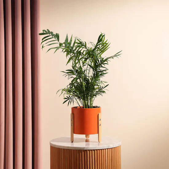 Chamadorea Elegance Plant | Metal Pot