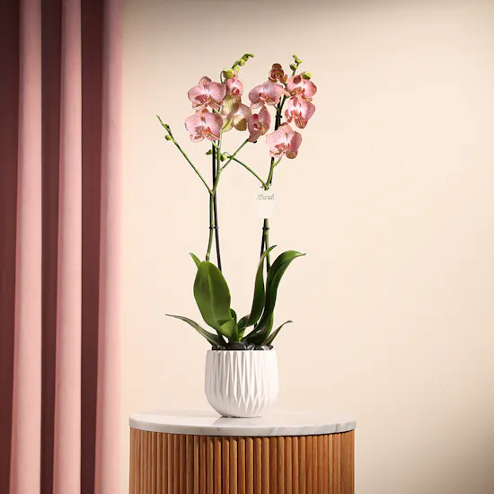 Ravello Orchid Plant | Source of kindness