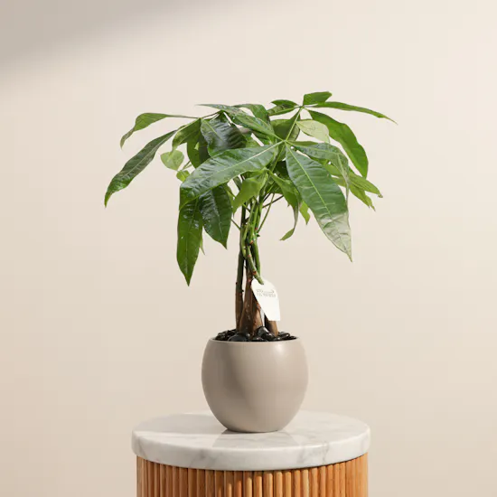 Elegant Pachira Plant