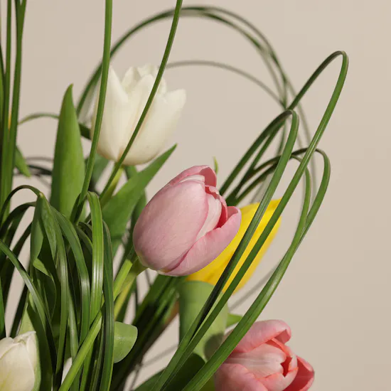 Delight Tulips