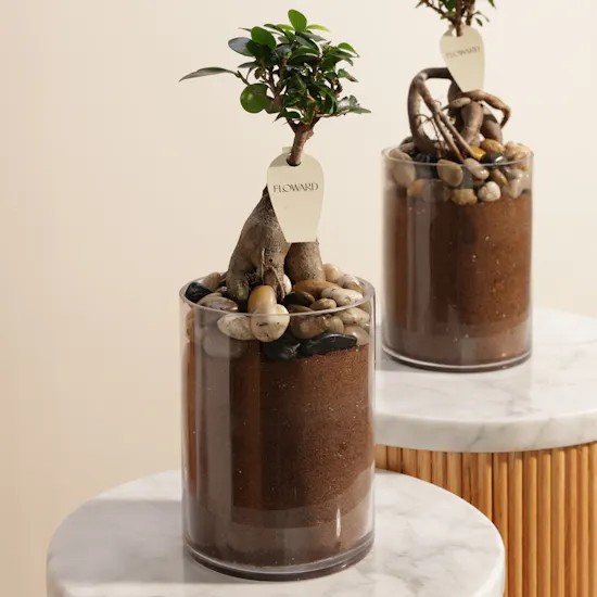 Classy Ficus Ginseng Duo Plant