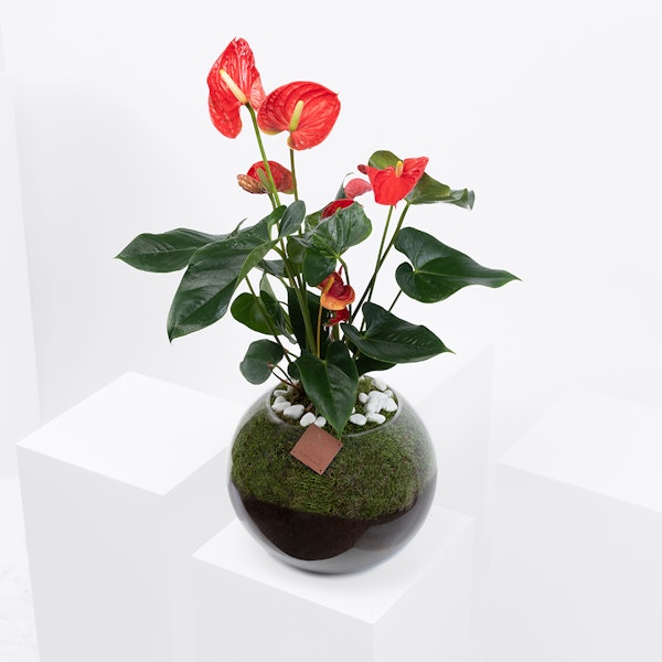Red Anthurium Fishbowl Vase Floward Qatar