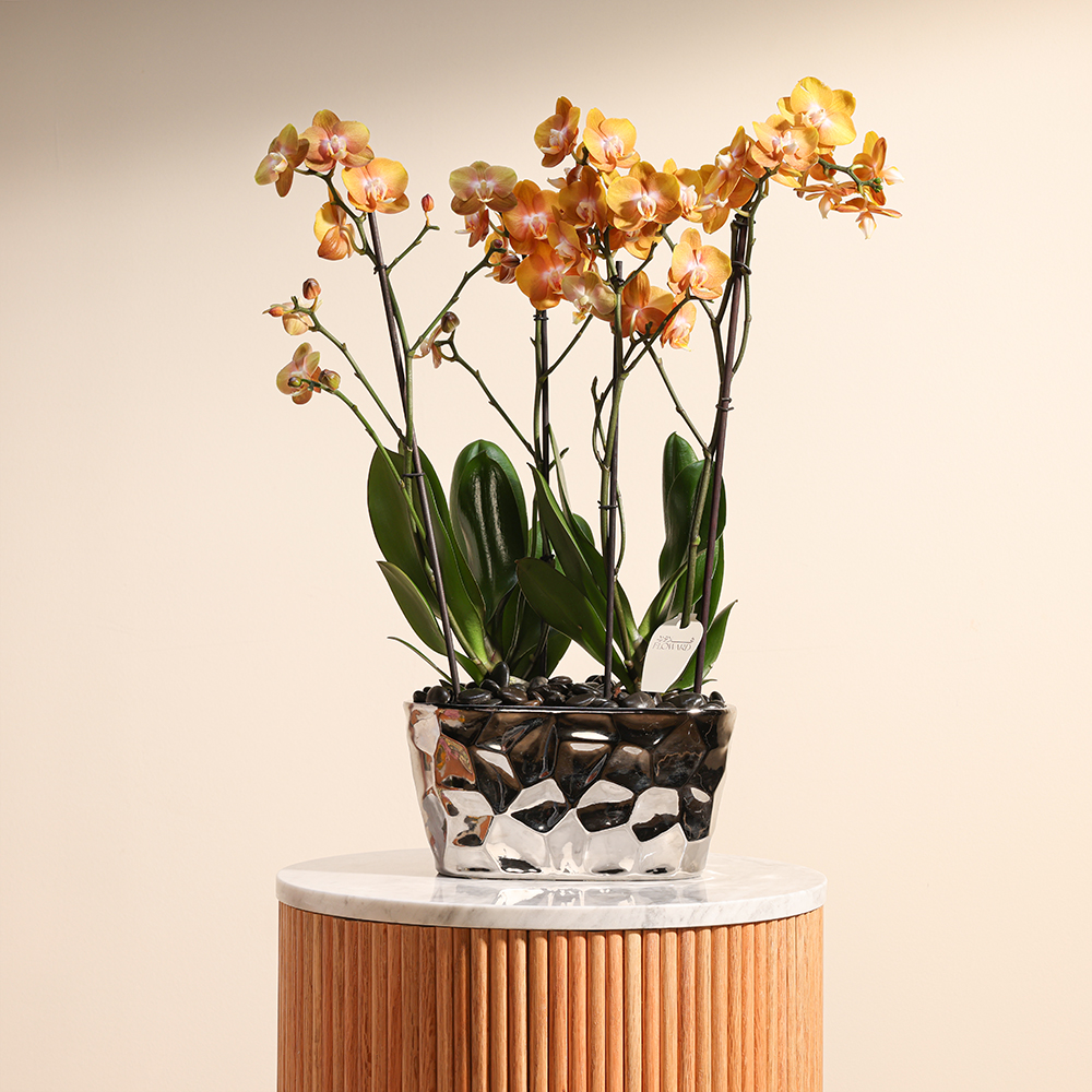 Golden Phalaenopsis Orchid