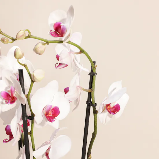 Eternal Love | White Orchid Plant