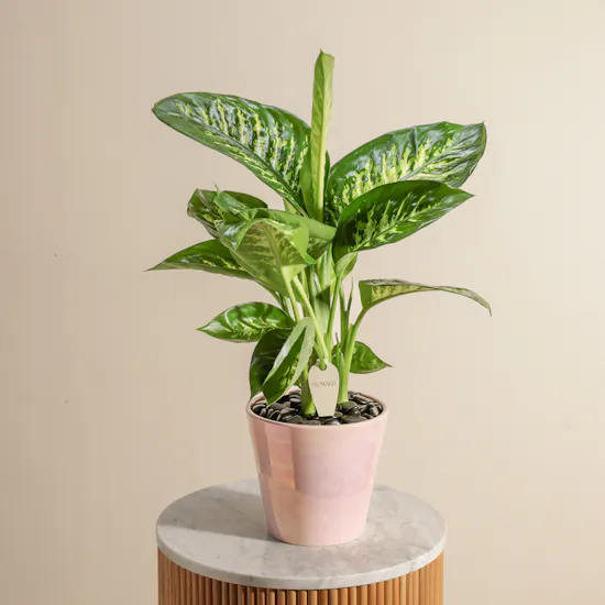 Blush Elegance Dieffenbachia Plant