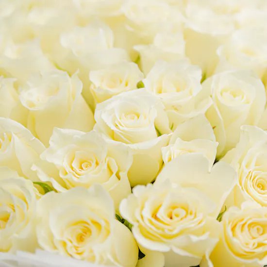 Grand Purity | 100 Roses