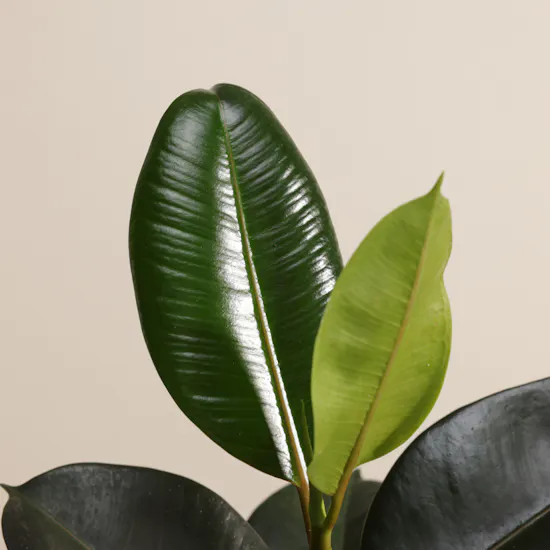 Quite Ficus Elastica Plant