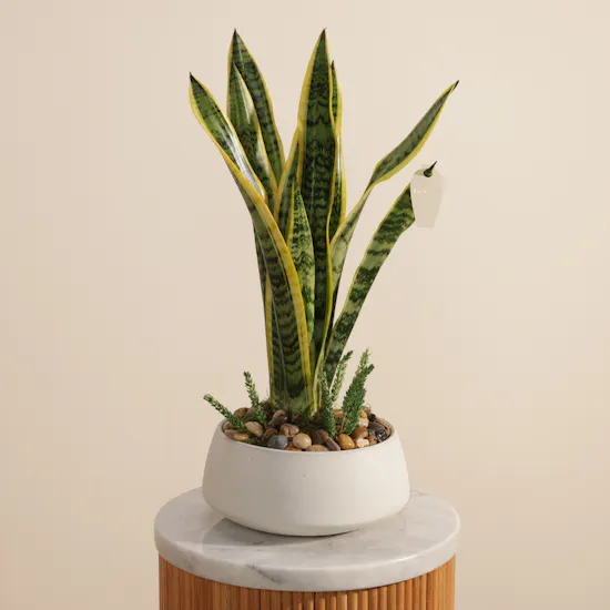 Elegant Sansevieria Snake Plant