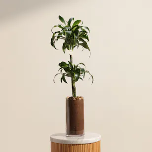 Beauty Dracaena Fragrans Plant Beauty Dracaena Fragrans Plant