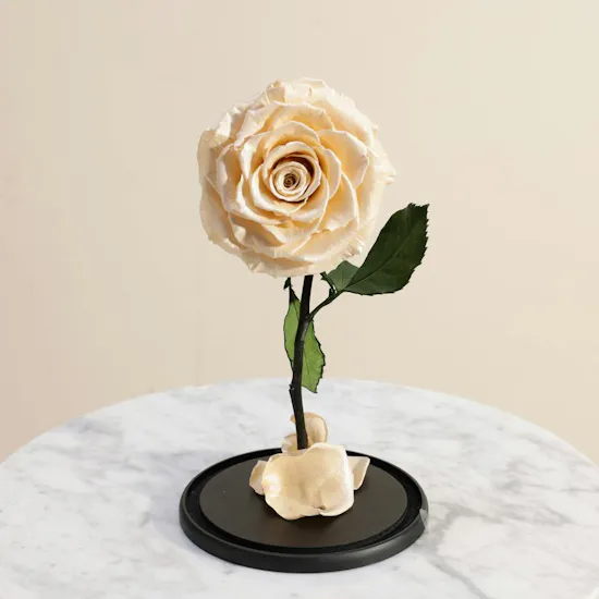 Charming Peach Single Preserved Rose Dome