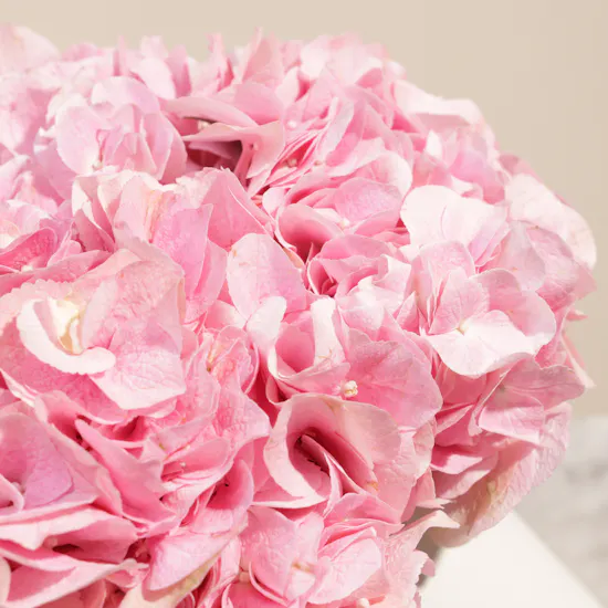 Pink Melody Hydrangea Box | 8 Flowers