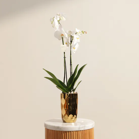 Spark White Orchid Plant