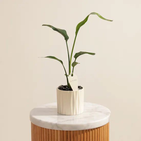 Serene Strelitzia Reginae Plant