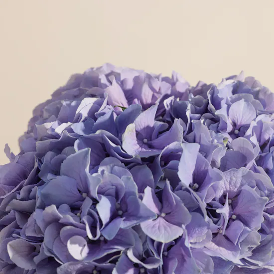 Purple Hydrangea Vase