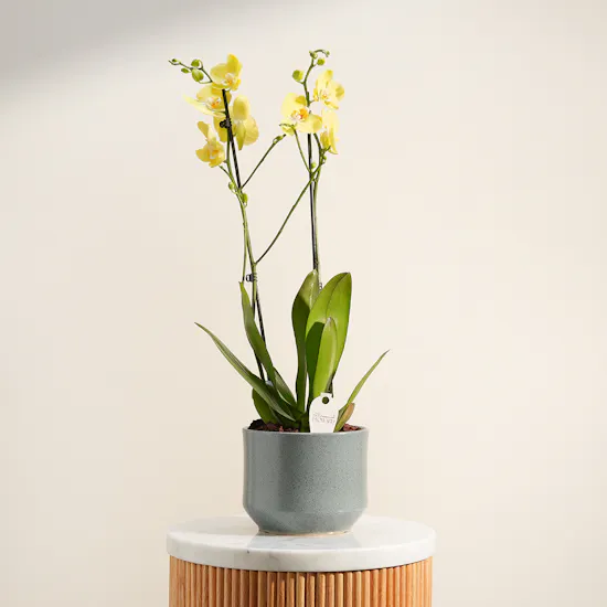 Pure Sunshine Orchid Plant Vase