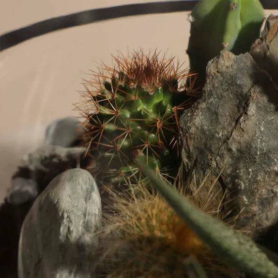 Desert Stones | Open Terrarium