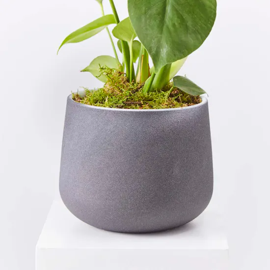 Cheese Plant